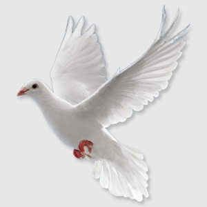 dove.jpg