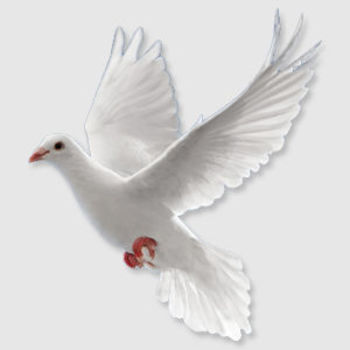 dove.jpg